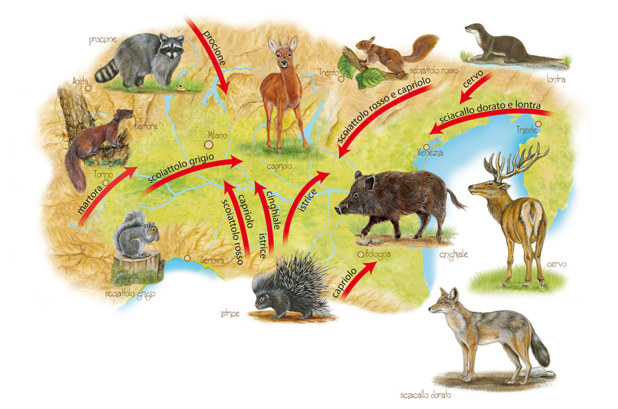 fauna